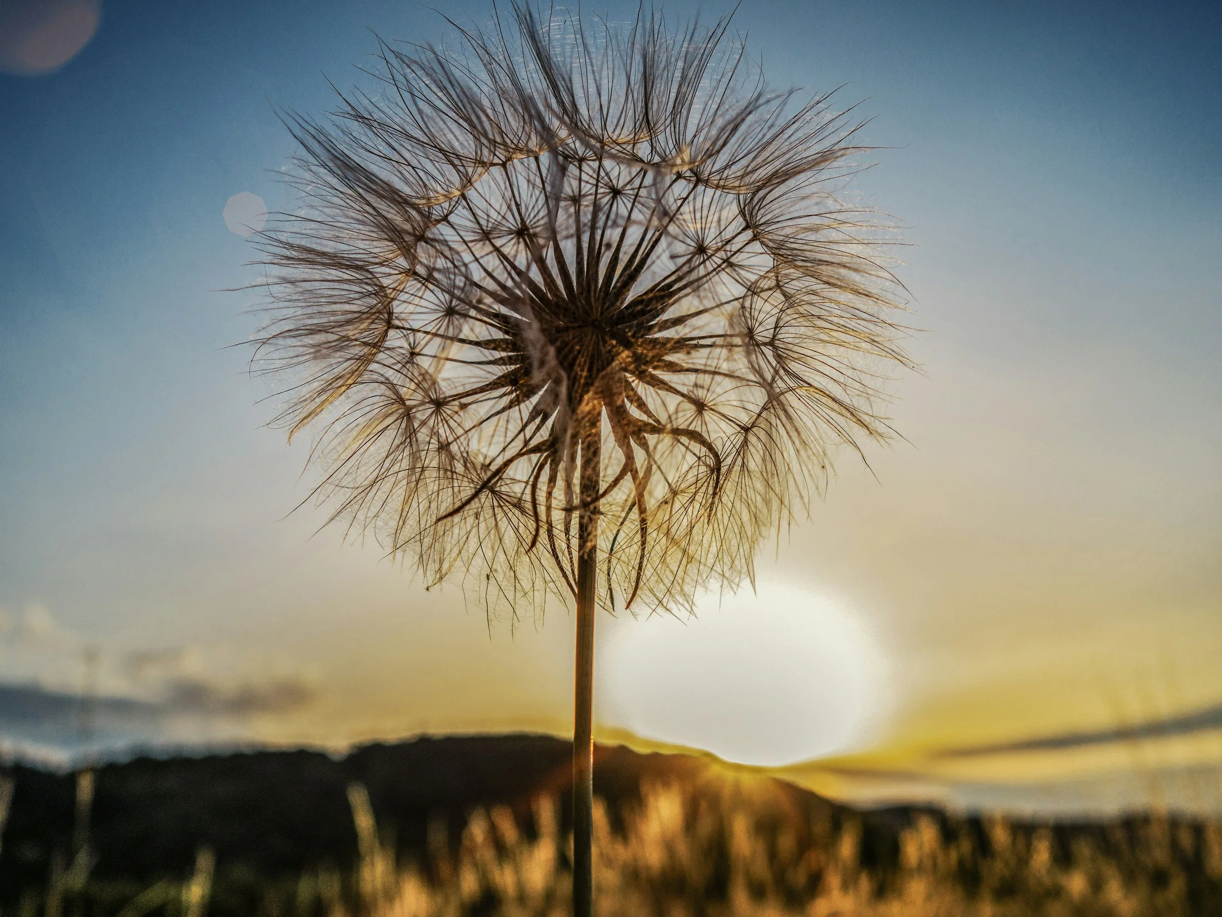 Close-up of a dandelion seed head against a sunset sky with a silhouetted landscape.