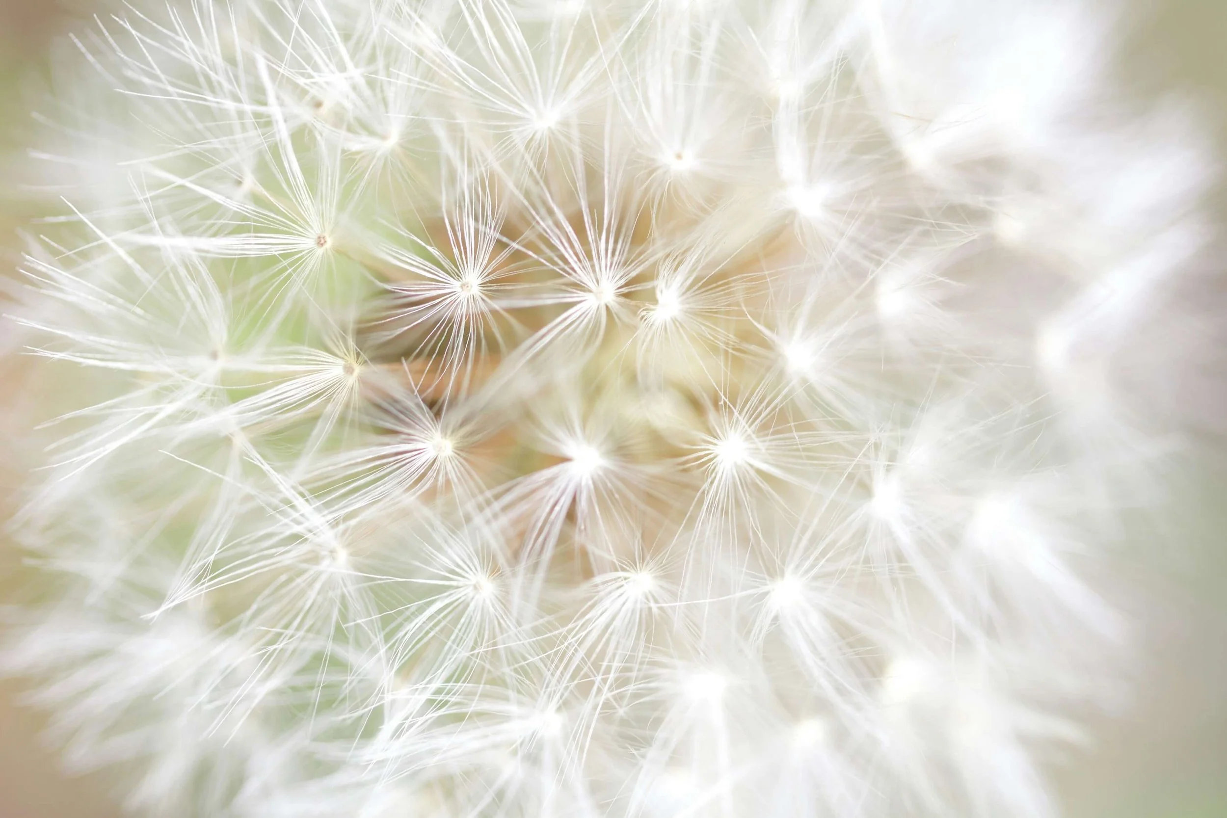 Close up on a dandelion