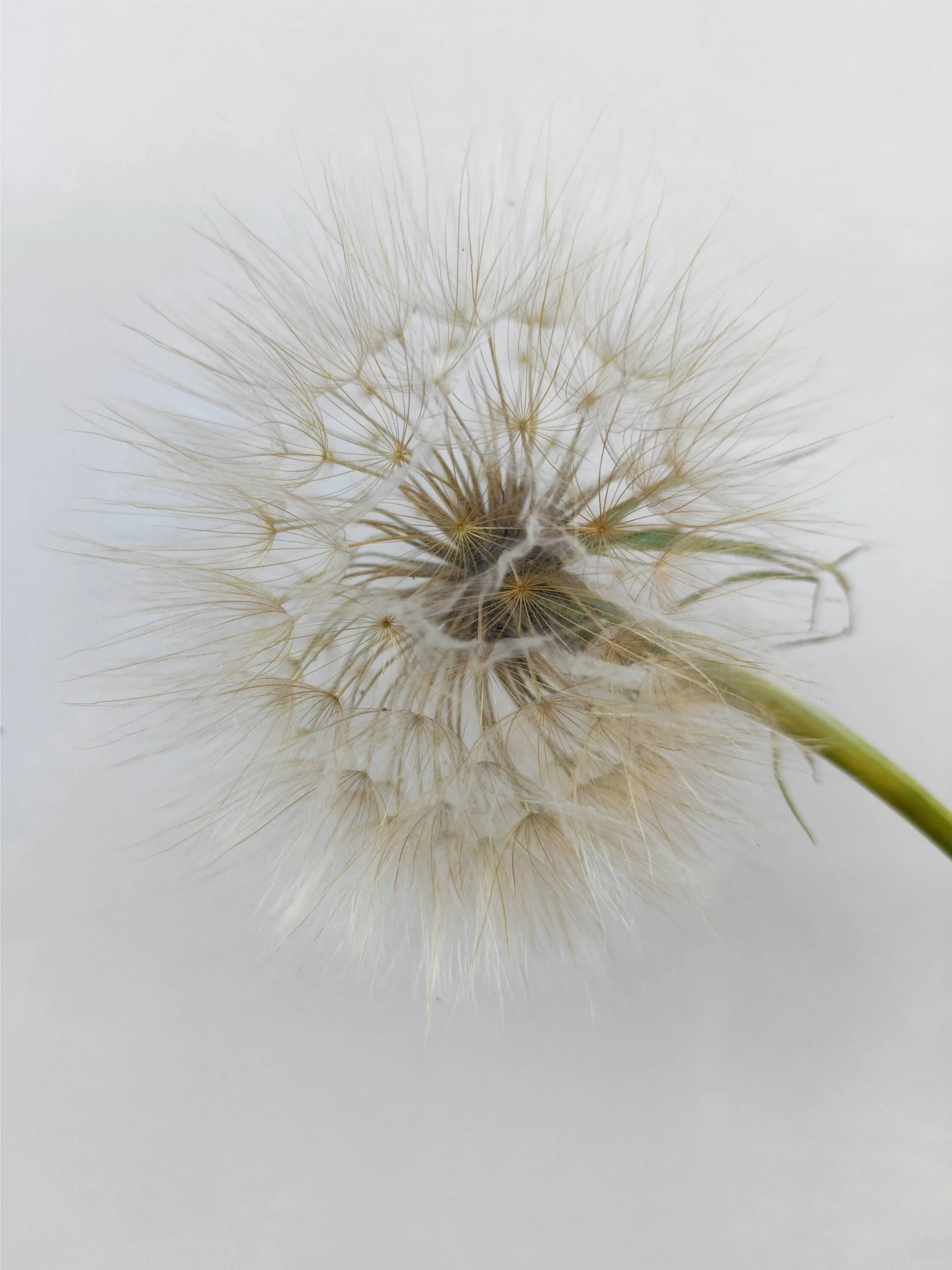 Close-up of a dandelion seed head with delicate white seeds on slender stalks against a plain light background.