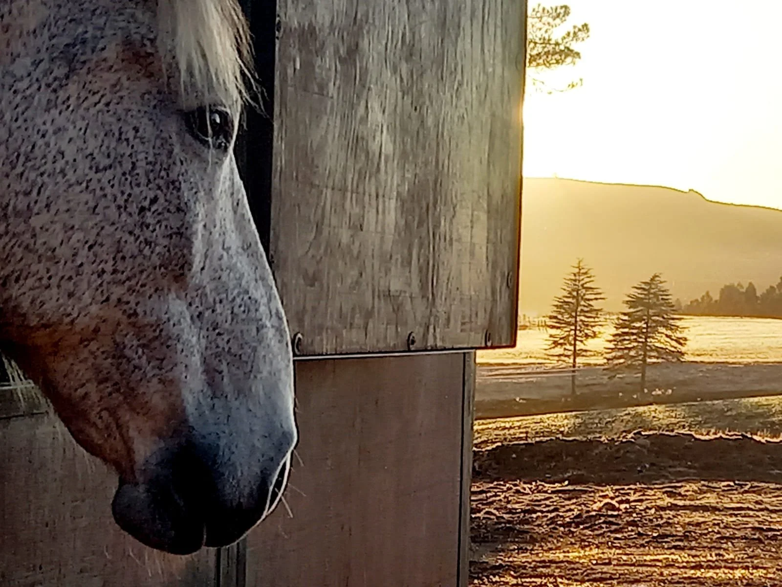 Khwezi looking out from his stable at The Stables @ Burnside Lodge.