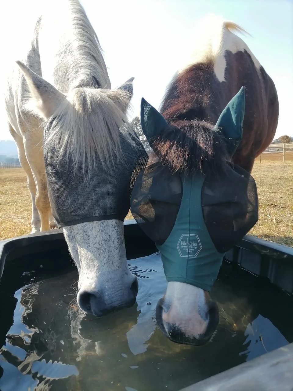 Two horses drinking from a water trough in a pasture at The Stables @ Burnside Lodge.
