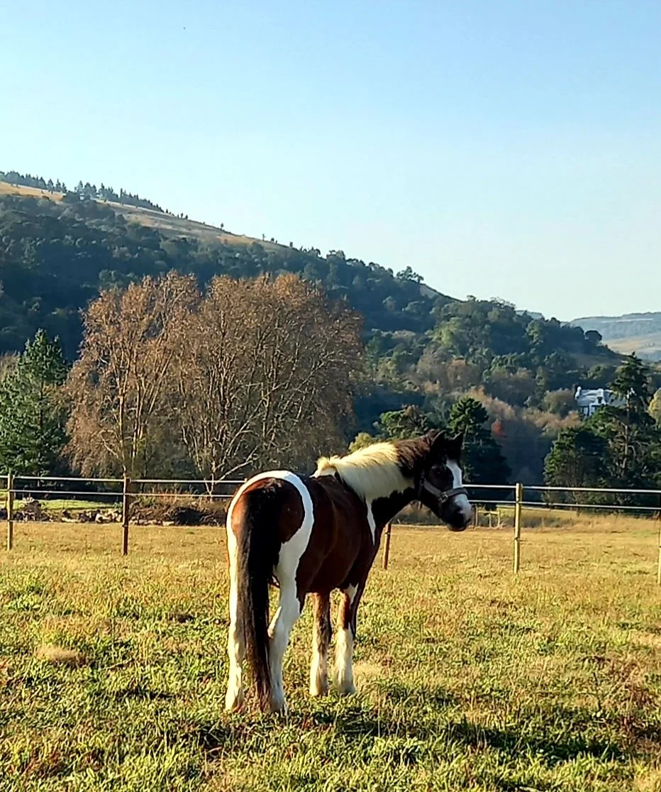 Lolly enjoying the fields at The Stables @ Burnside Lodge.