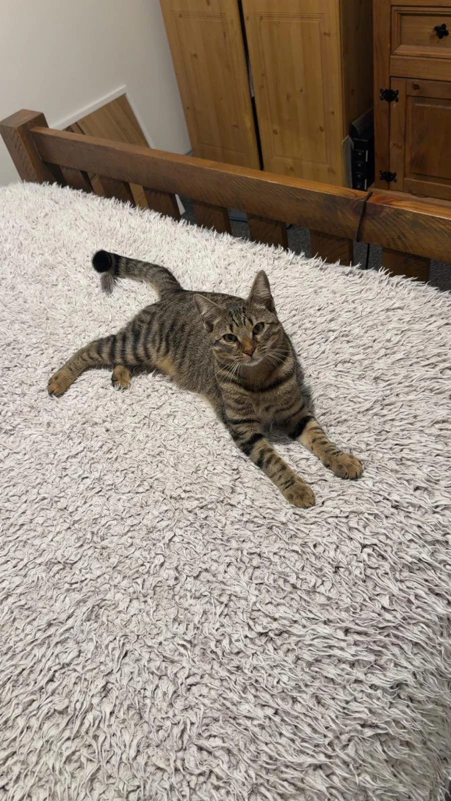 Tabby cat relaxing on a bed with Price & Paws