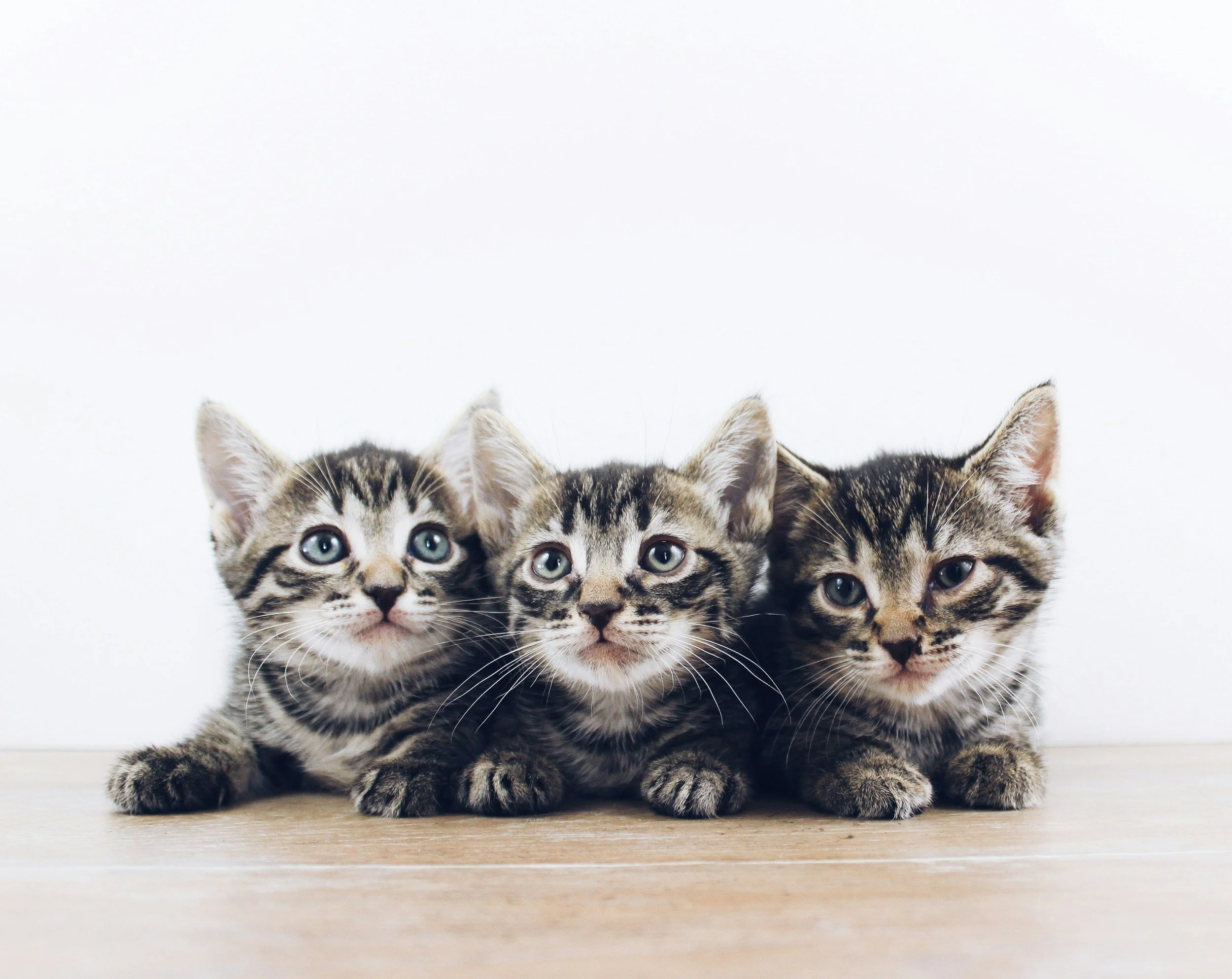 Three tabby kittens sitting together
