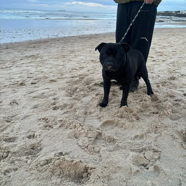 Black dog on a beach walk with Price & Paws