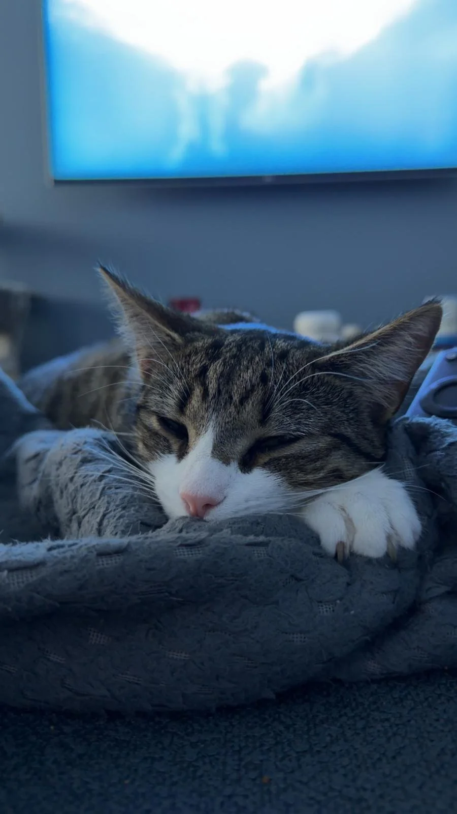 Tabby cat relaxing on a blanket
