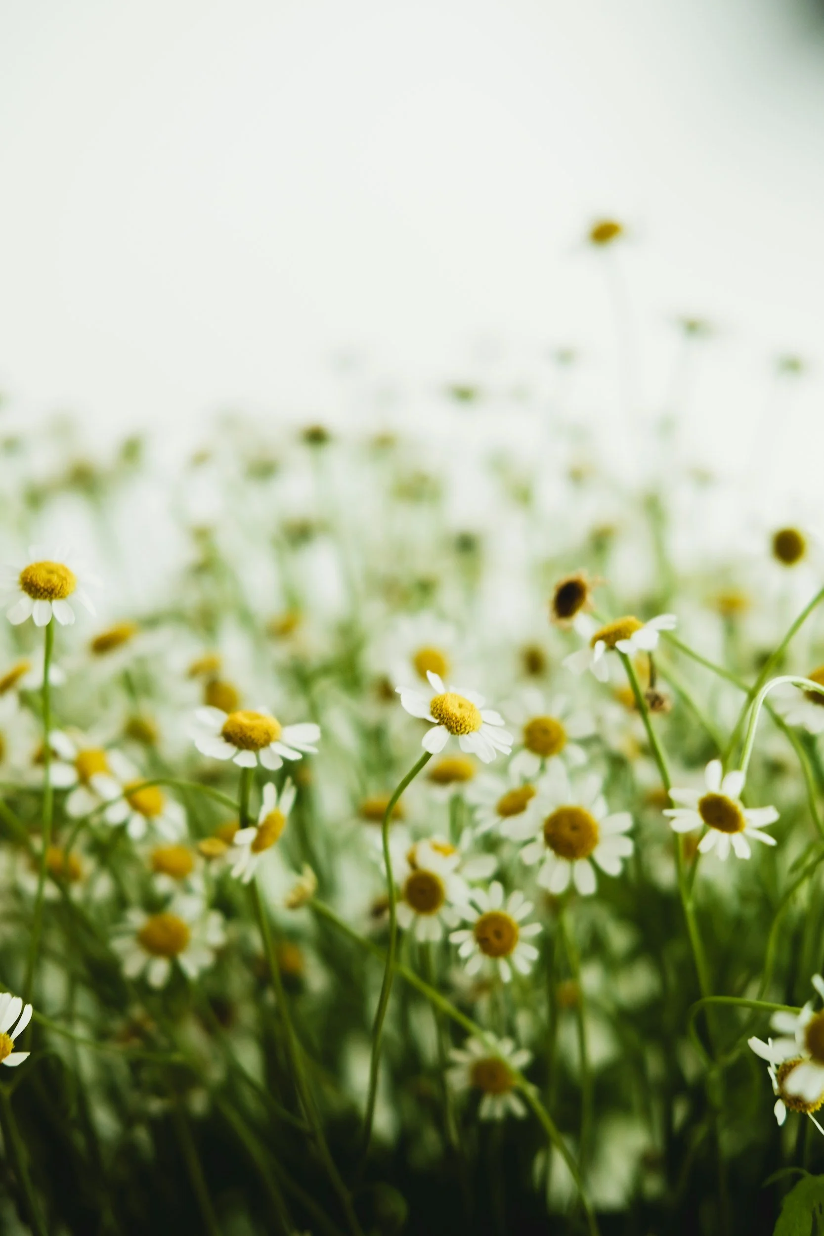 A field of small white daisies with yellow centers, softly focused with a blurred background.