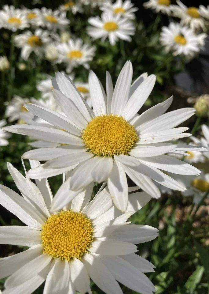 Close-up of white daisies with yellow centers, with more daisies blurred in the background.