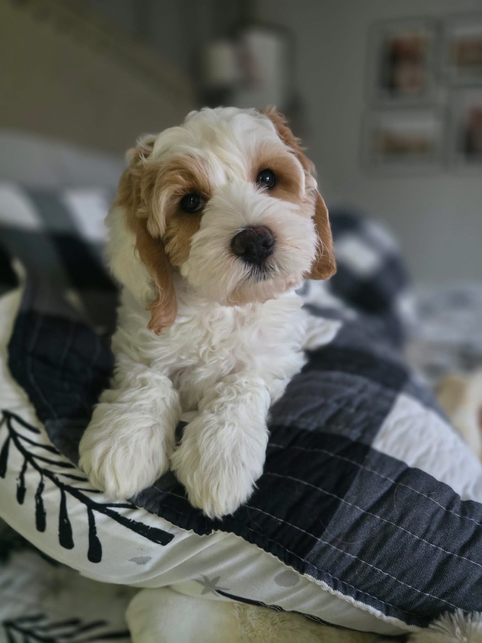 A cute puppy with curly white and light brown fur looking at the camera, resting on a person's lap.