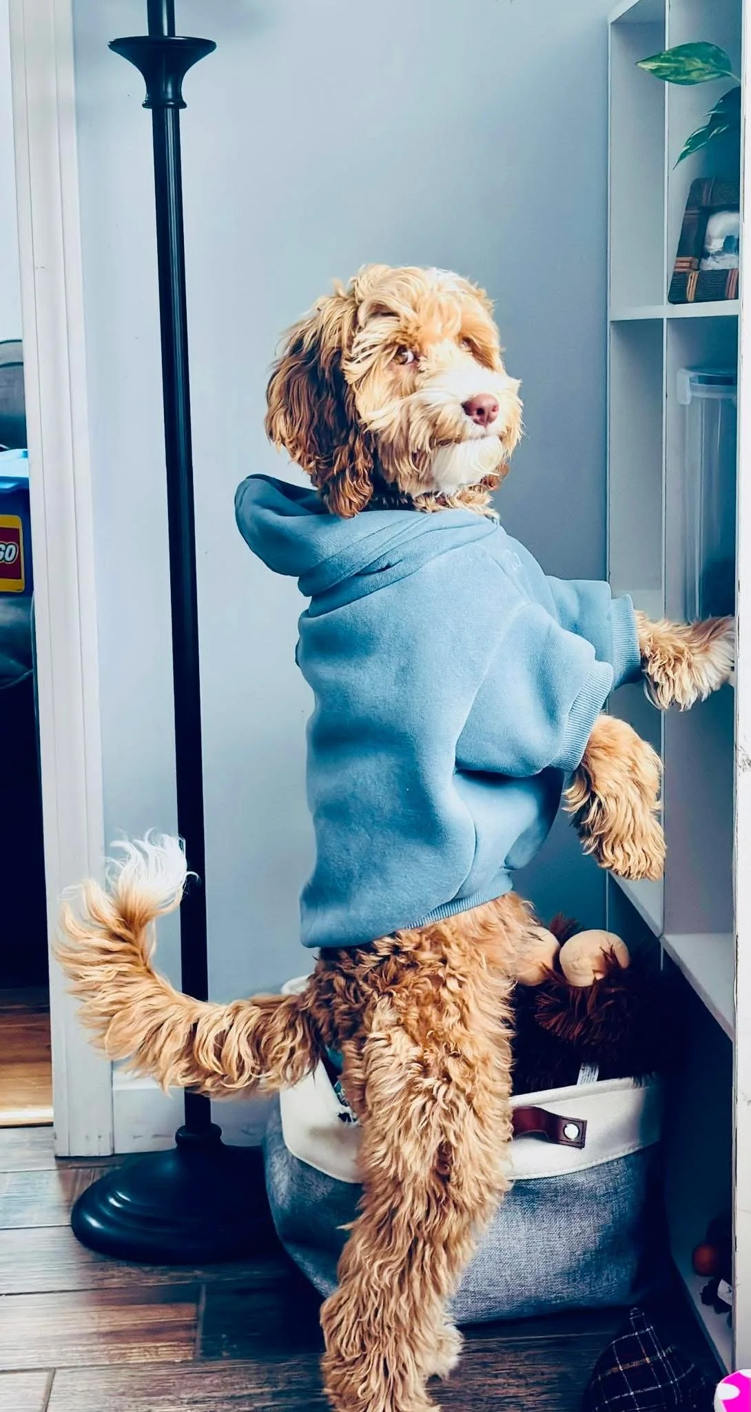 A dog wearing a gray hoodie standing on its hind legs with front paws on a white cabinet, looking towards the camera.