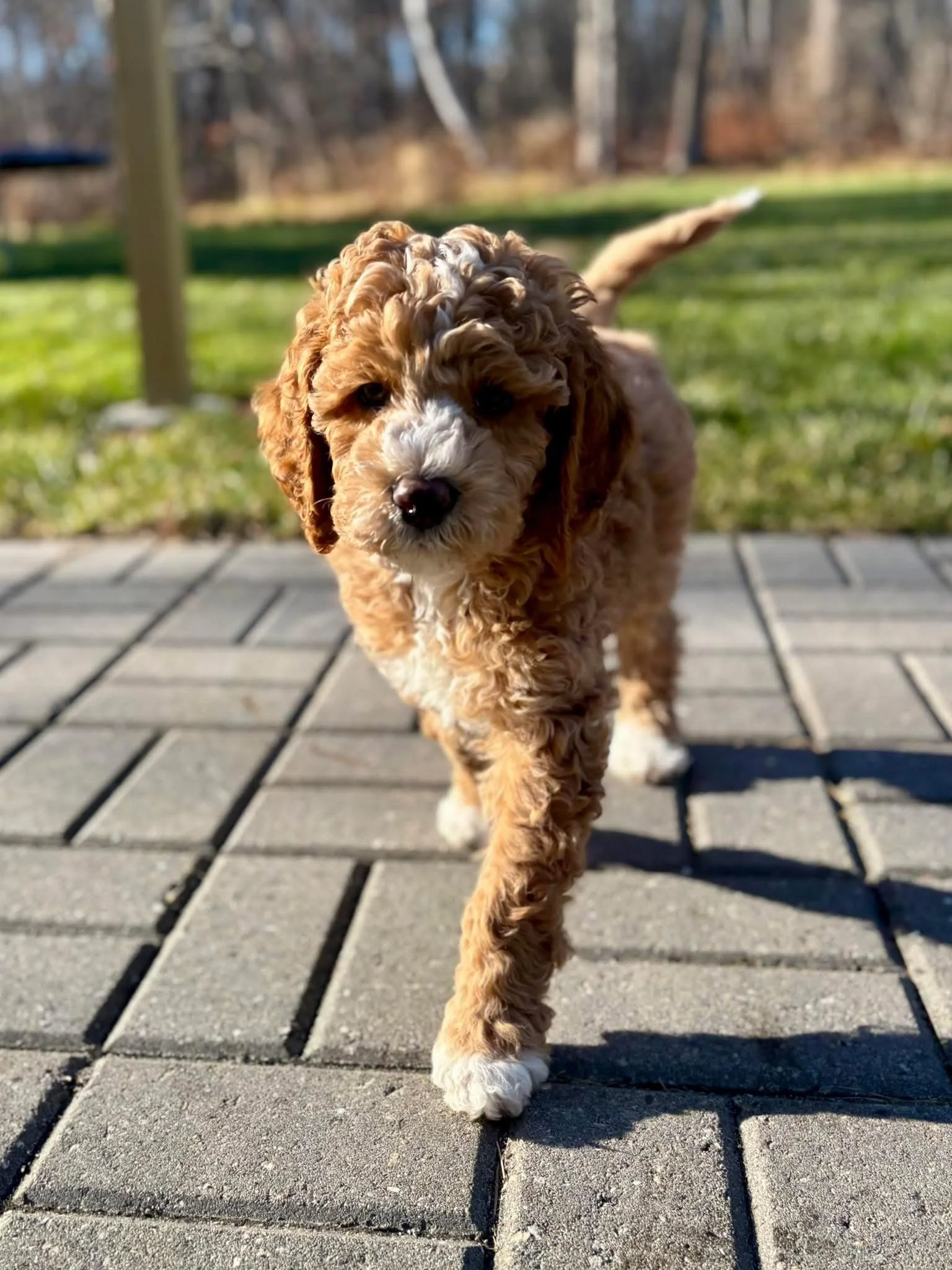 A cute puppy walking on a brick pathway outdoors in a grassy yard with trees in the background on a sunny day.