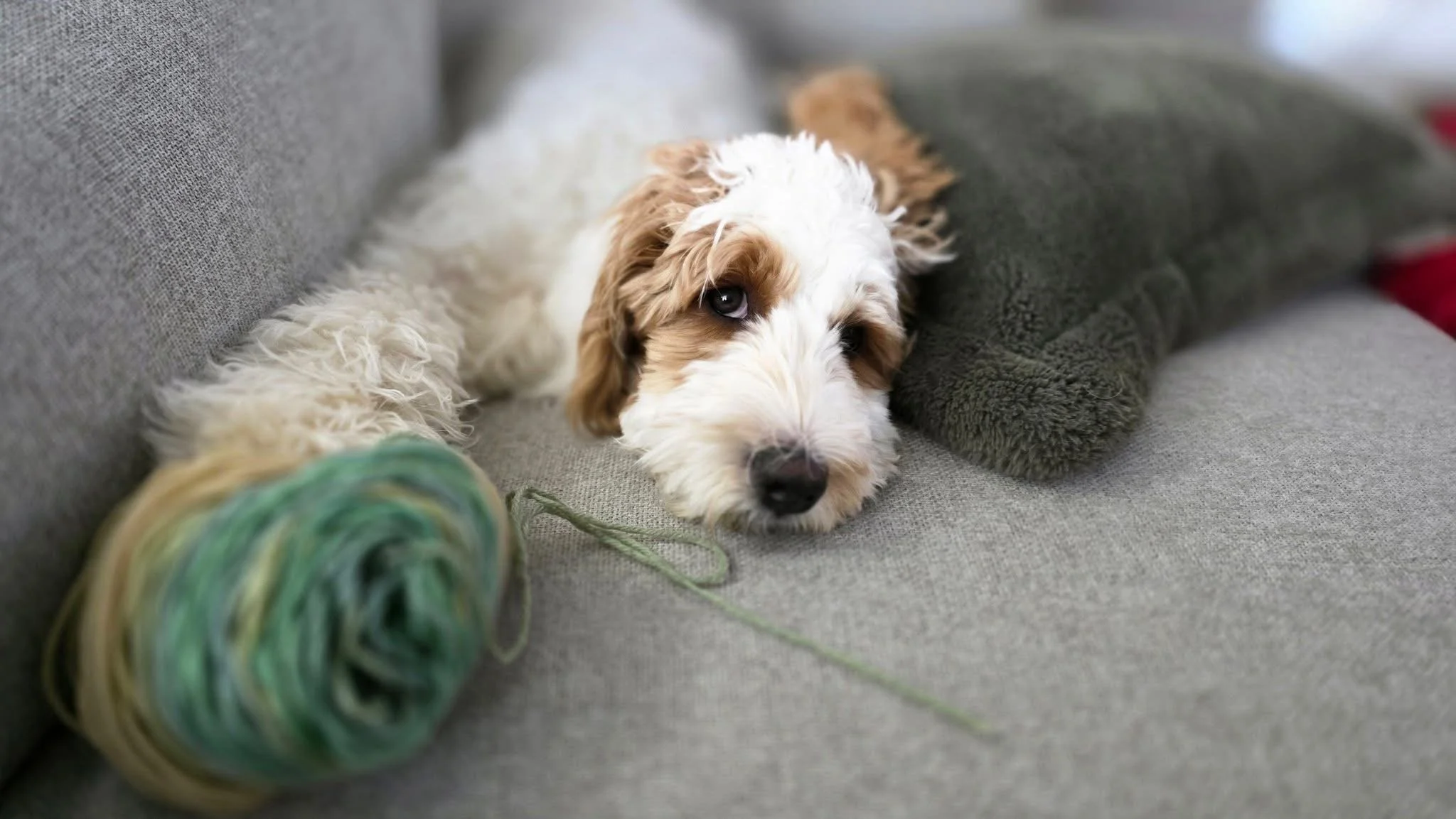 A puppy with white and brown fur and blue eyes lying on a gray couch next to a green and yellow yarn ball and a gray textured pillow.