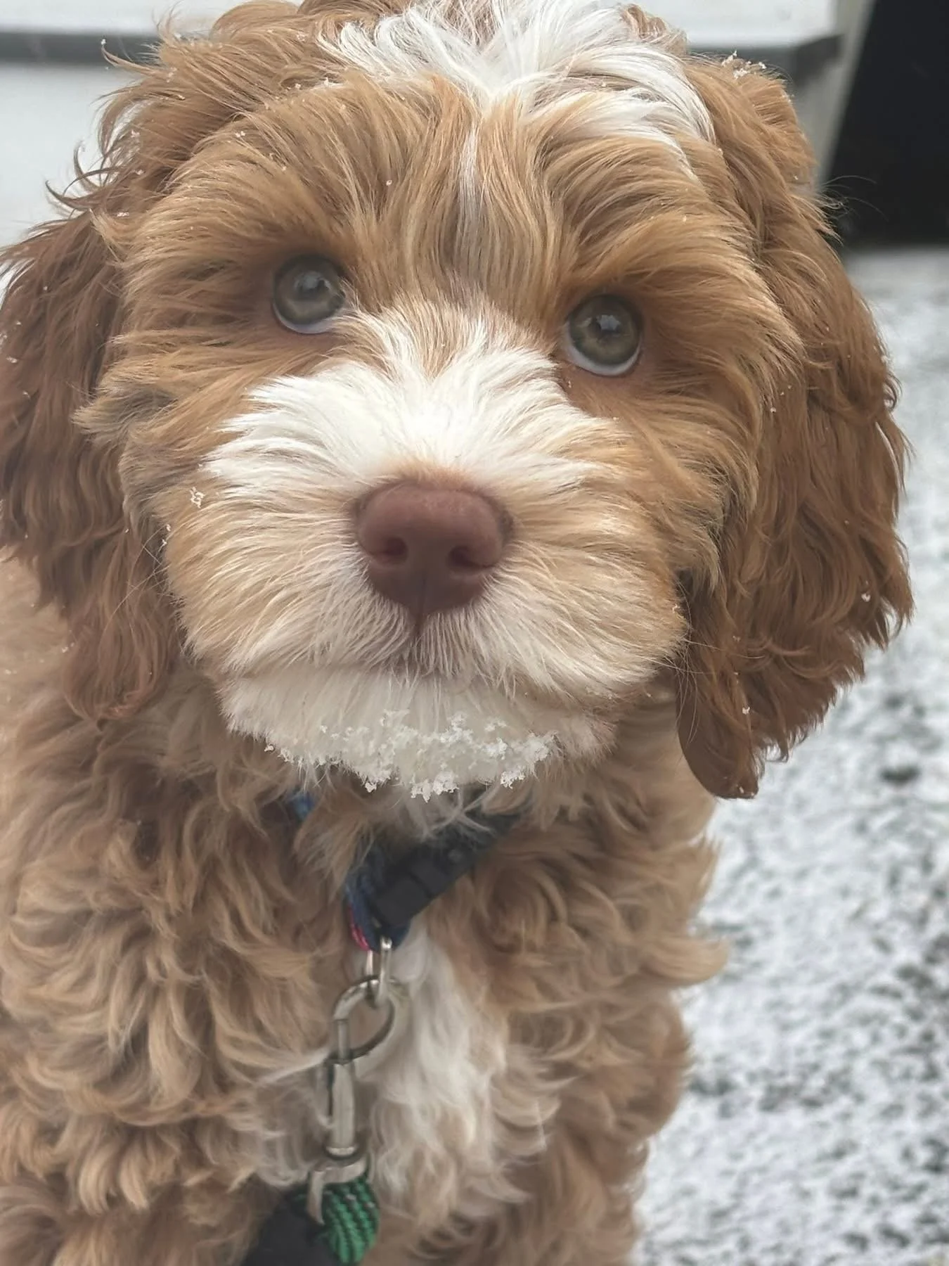 Close-up of a fluffy, brown and white puppy with blue eyes, a brown nose, and a small patch of snow on its chin, wearing a collar with a leash attached, standing outdoors in the snow.