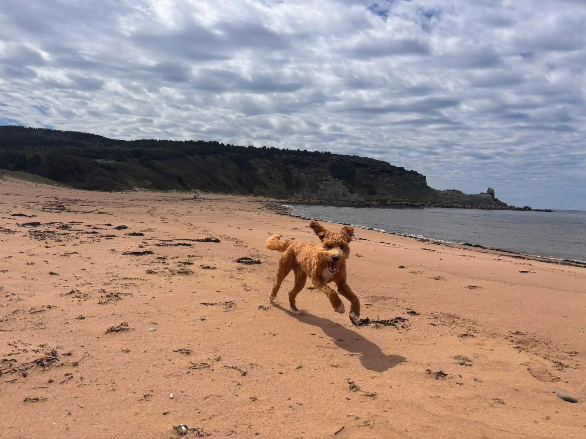 A small brown dog running on a sandy beach with seaweed, with cliffs and cloudy sky in the background.