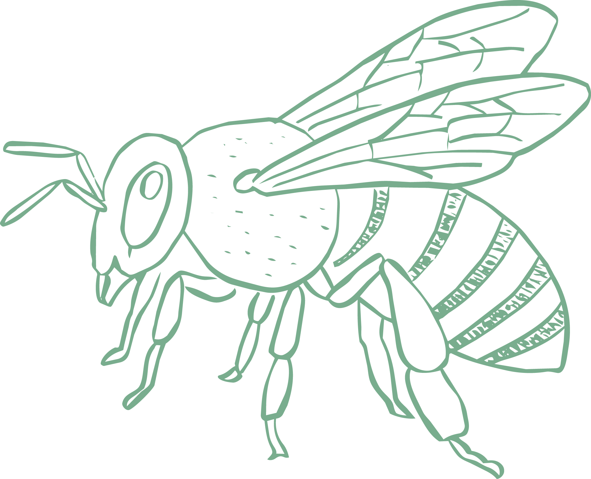 Line drawing of a bee with detailed wings, body, and antennae.