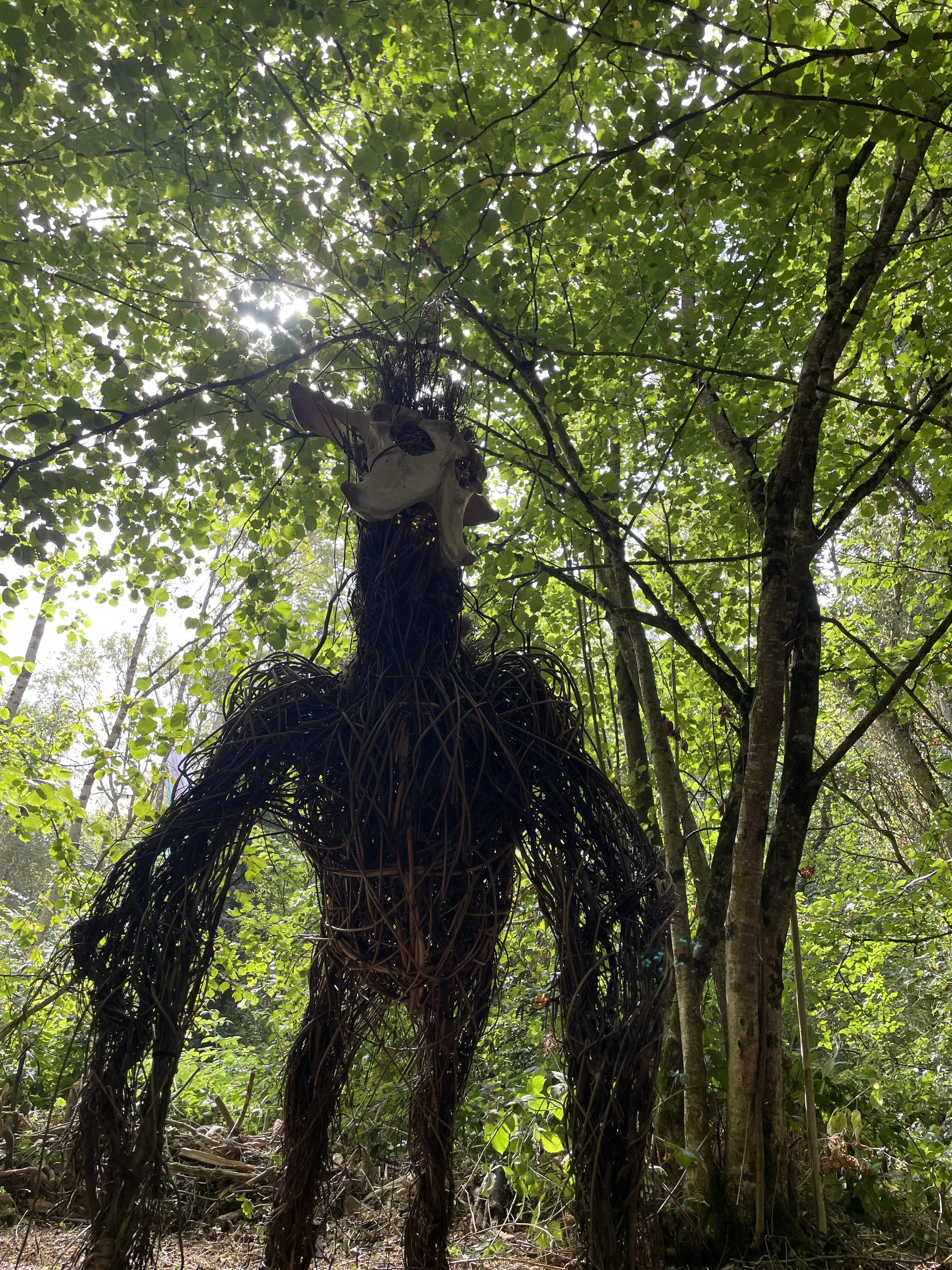 The Watcher of the Forest, a large-scale woven willow sculpture with a horned skull, exhibited on the Electric Picnic Art Trail in Ireland