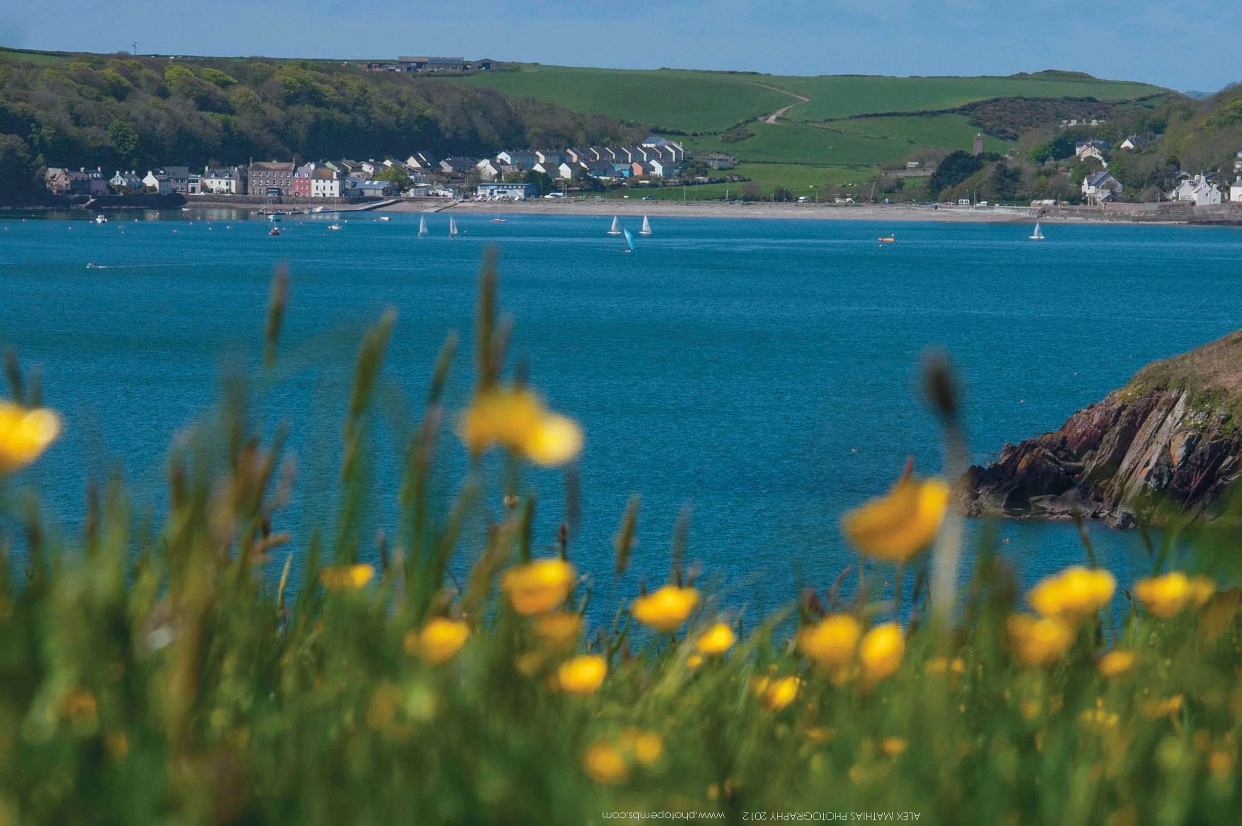 A coastal scene with a small town, sailboats in the water, and green hills in the background. The foreground is blurred with yellow flowers.