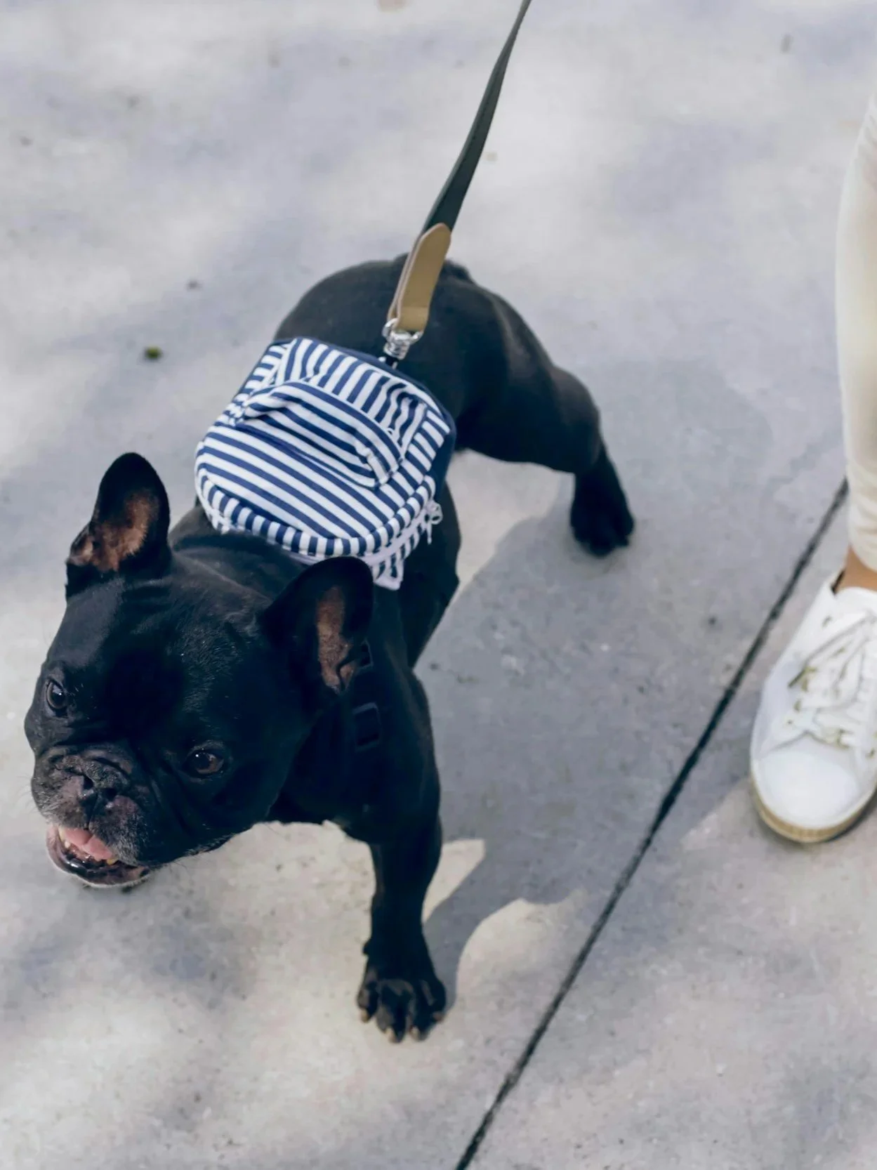 A black French Bulldog puppy wearing a blue and white striped harness on a leash, standing on a concrete surface next to a person wearing white sneakers and beige pants.