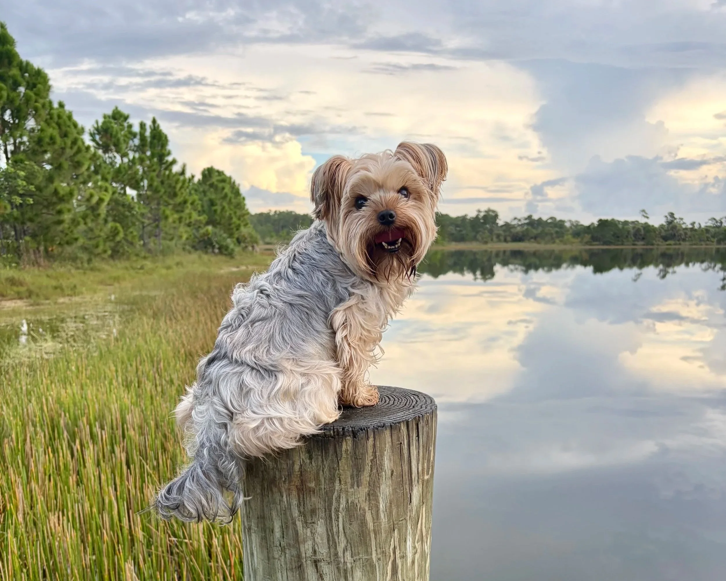 Daily Dog Walks: 9 Benefits of Regular Exercise for Your Dog