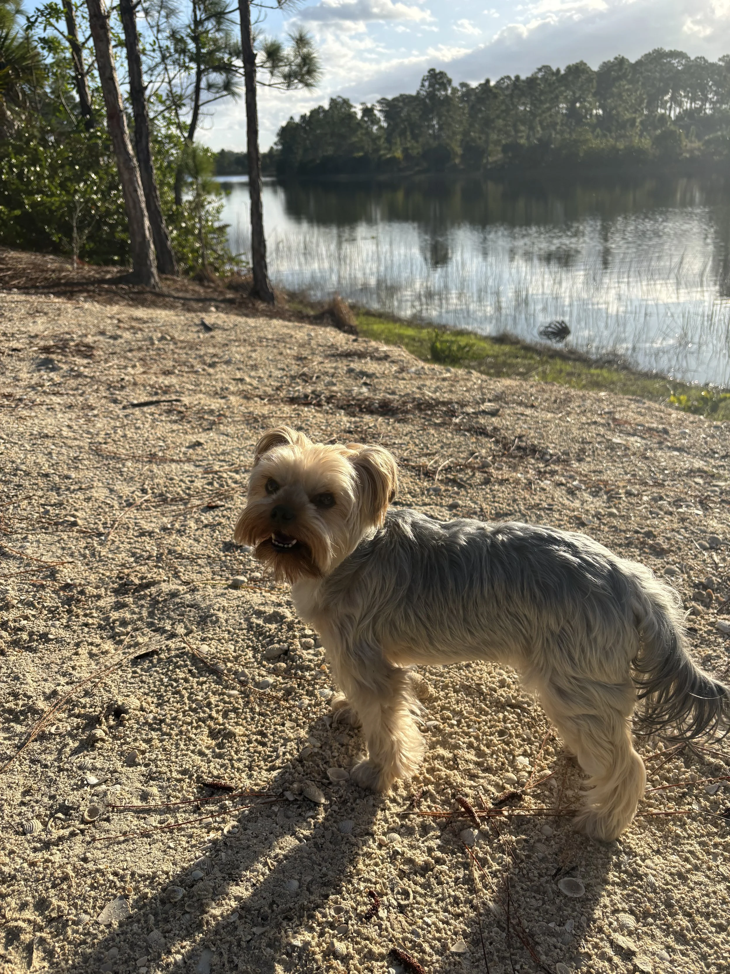 A small dog with tan and gray fur standing on a sandy beach near a body of water, with trees and a partly cloudy sky in the background.