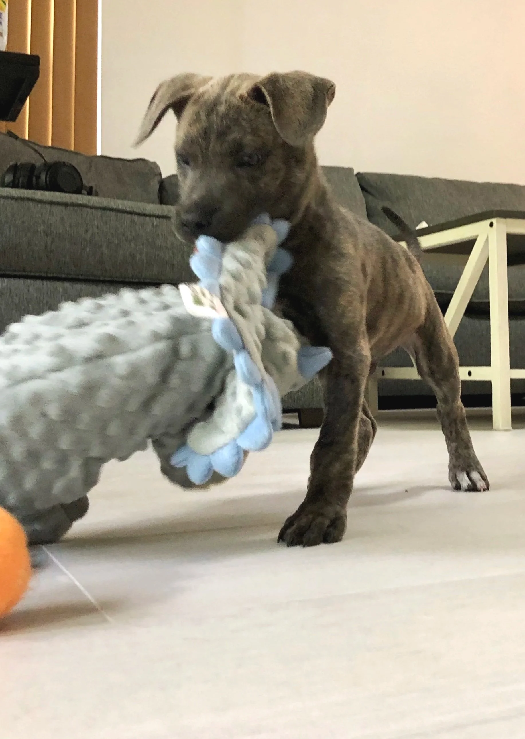 A brindle-colored dog playing tug-of-war with a plush toy inside a living room.