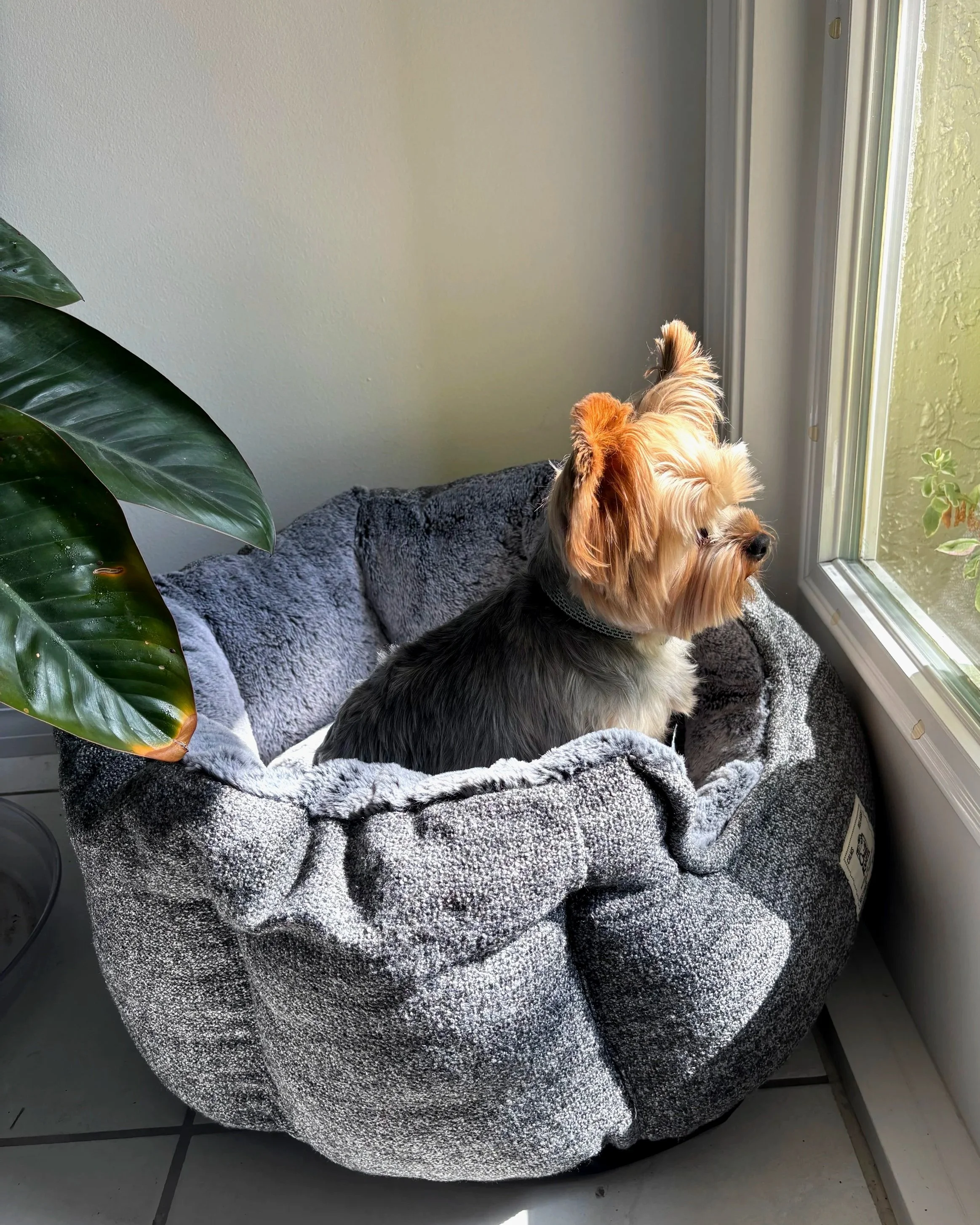 A small dog with long, silky, tan and black fur, sitting on a soft, gray, furry blanket near a window with sunlight coming through. There is a large green plant with broad leaves partially visible on the left side of the image.