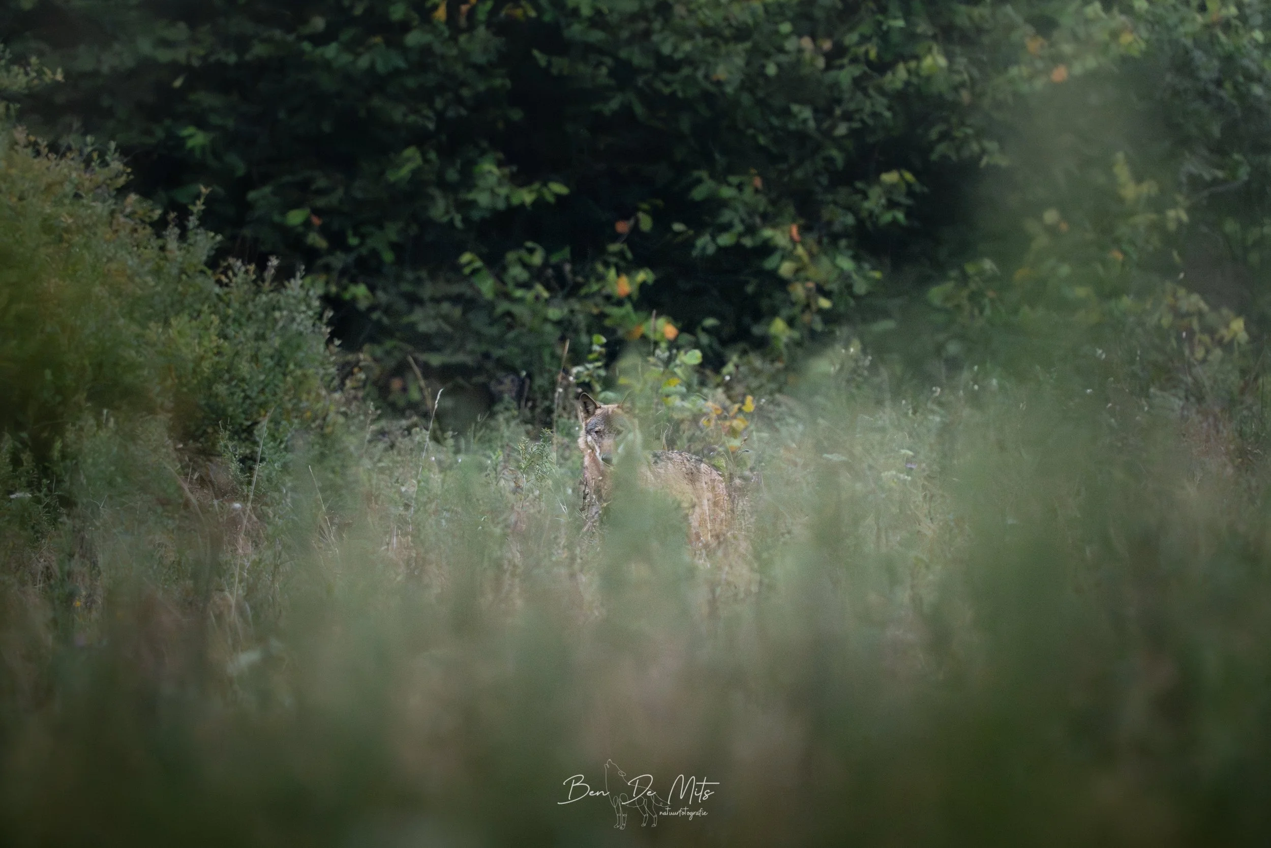 Bieszczady - 2025