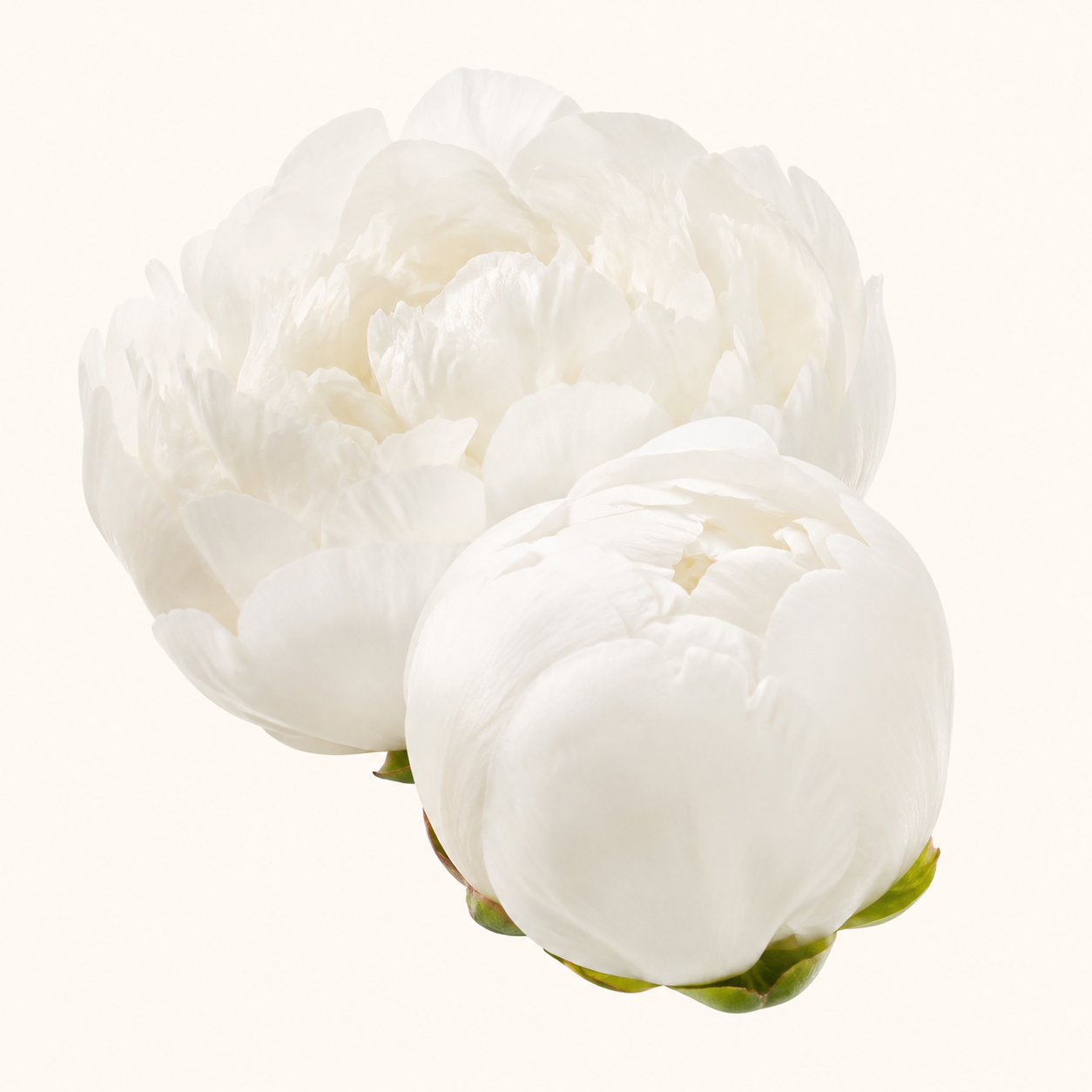 Peonia.png
