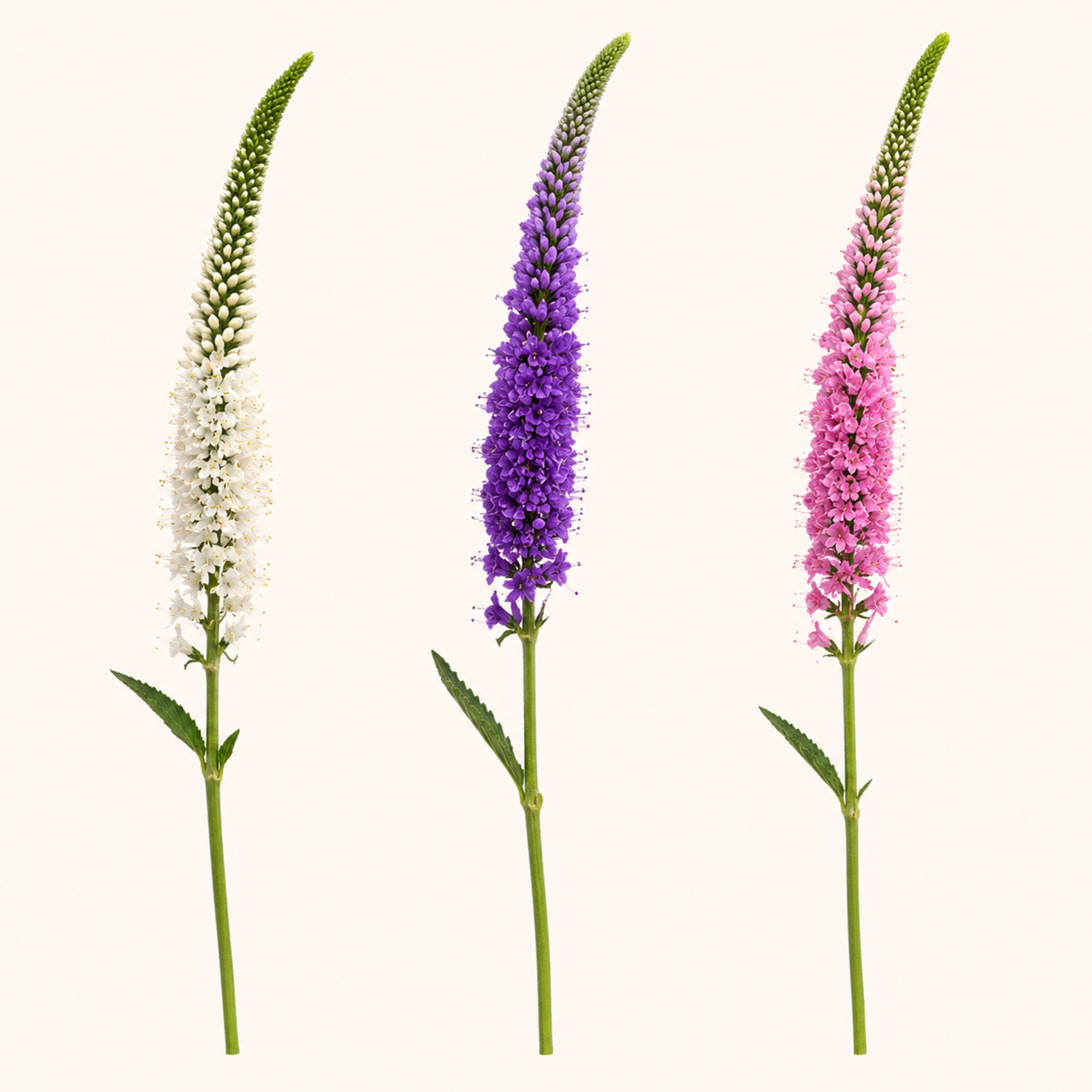 Veronica-colores.png