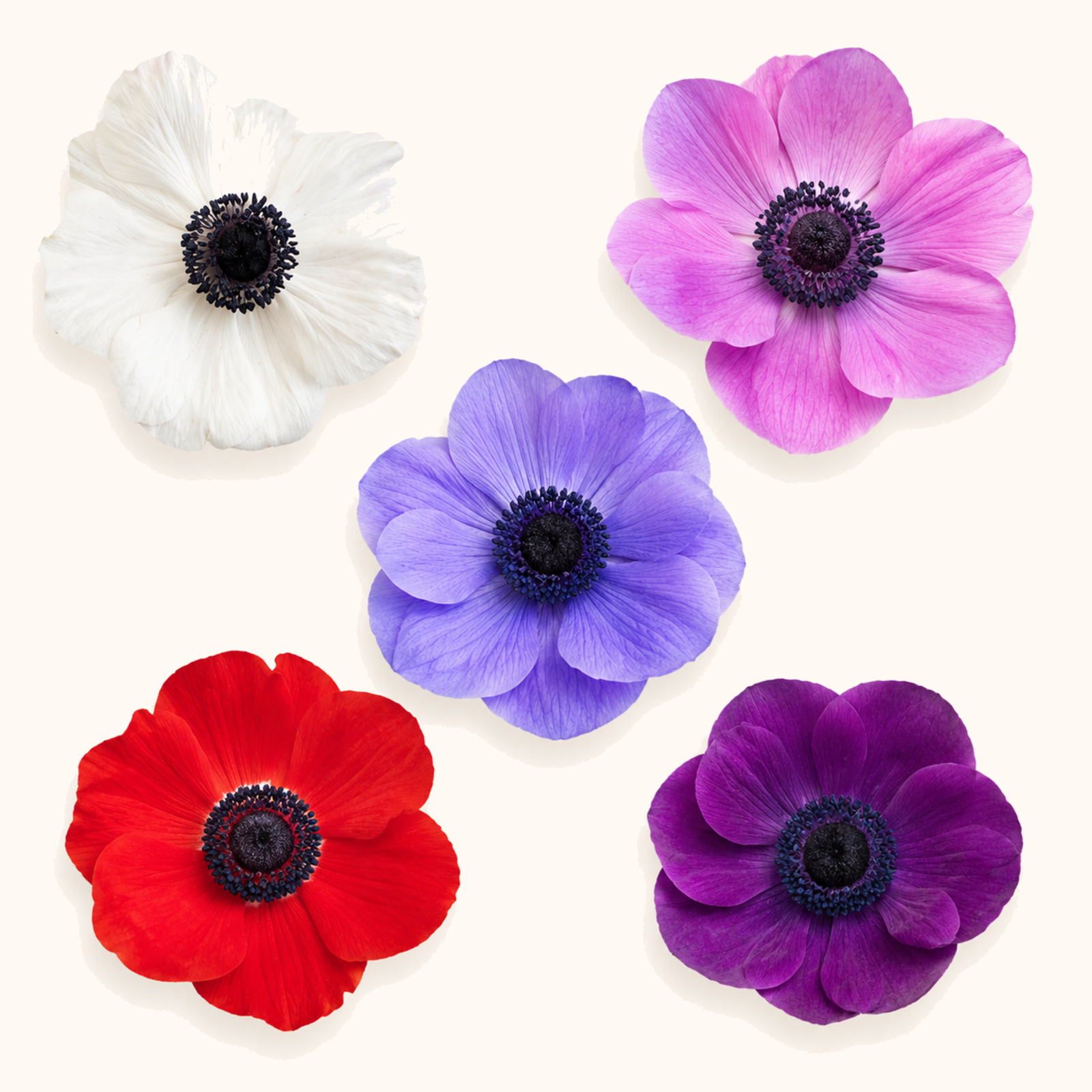 Anemonas-colores.png