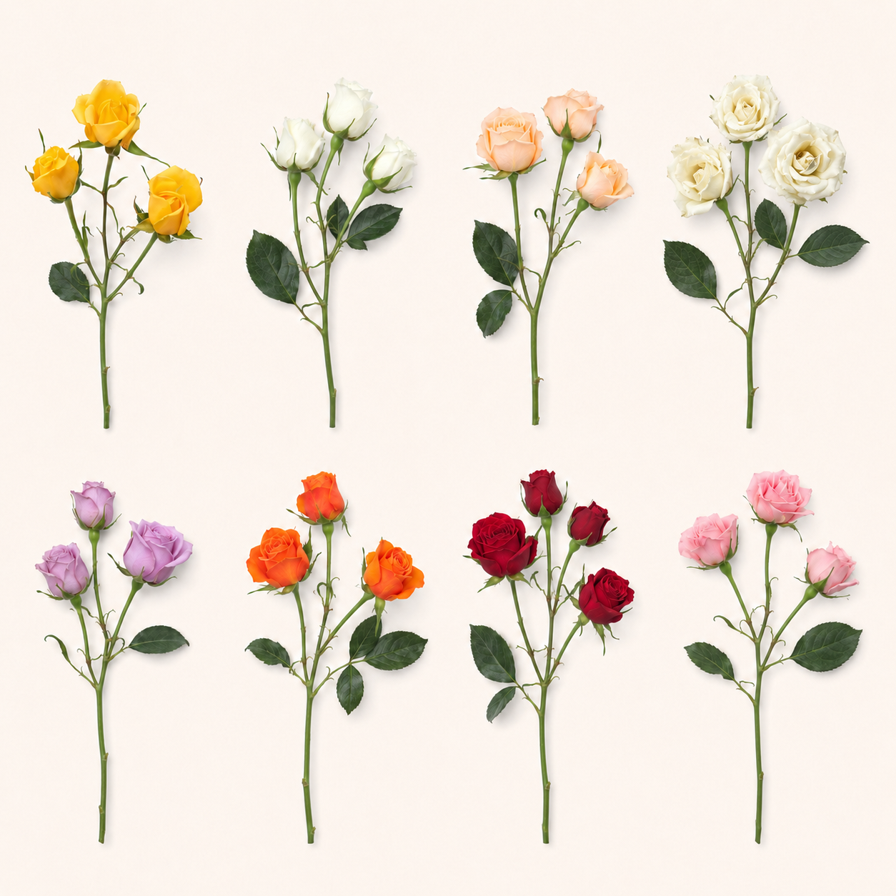 Mini rosa-colores.png