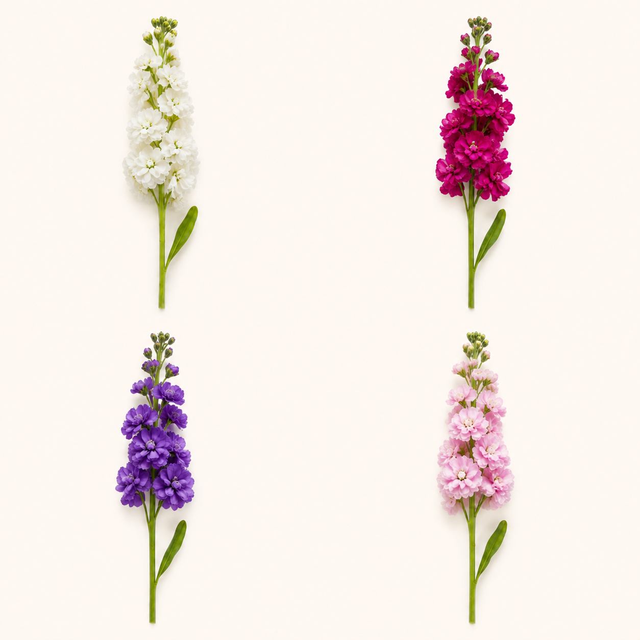 Matthiola-colores.png