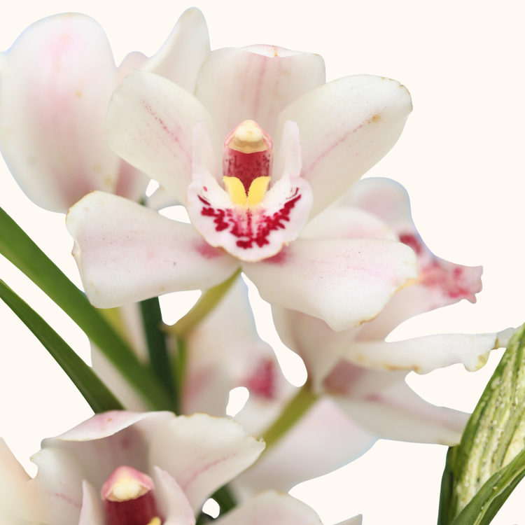 Orquídea cymbidium