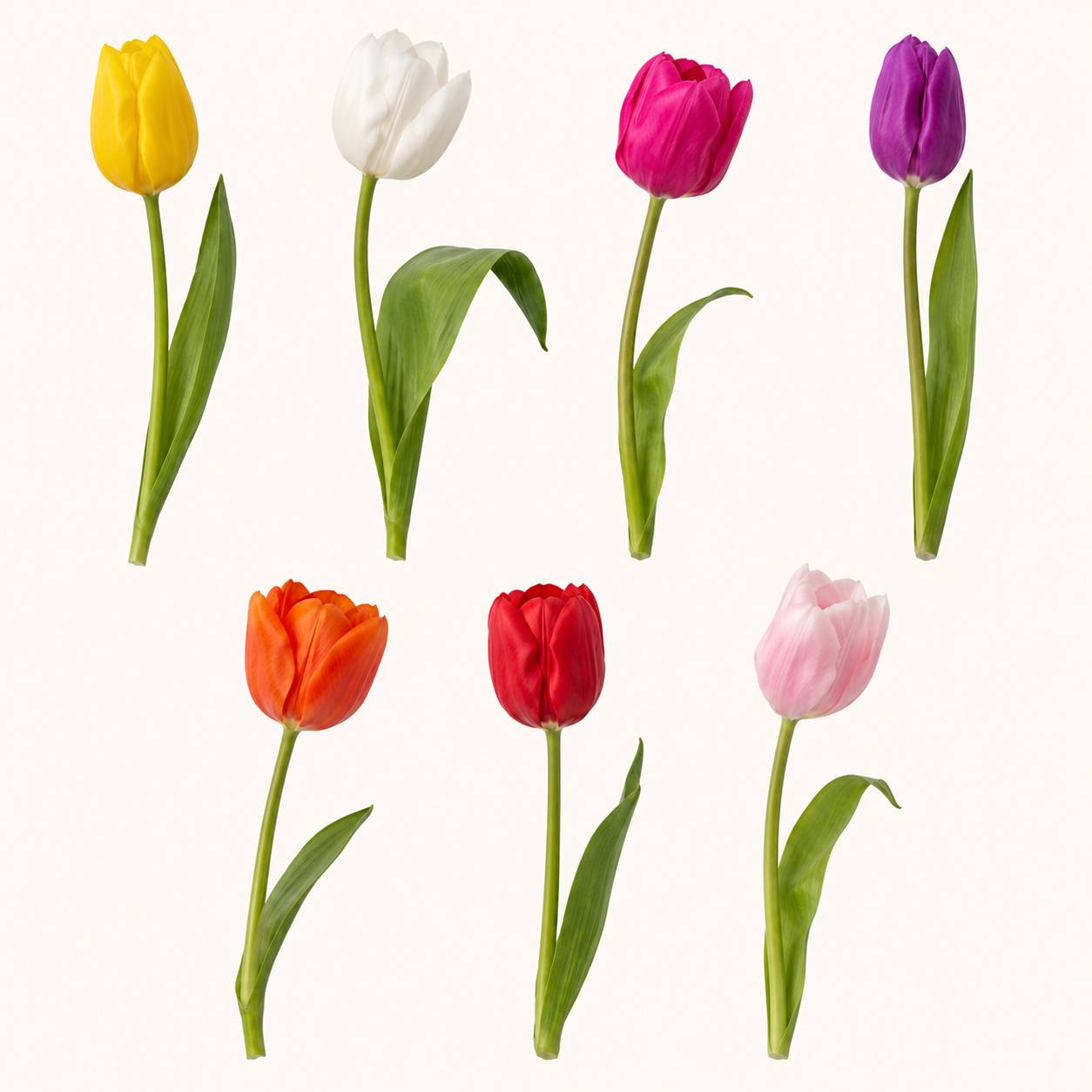Tulipan-colores.png