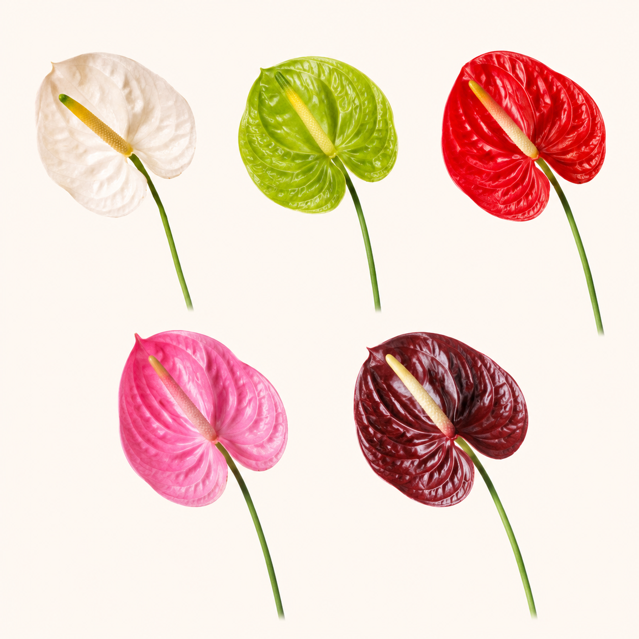 Anturio-colores.png