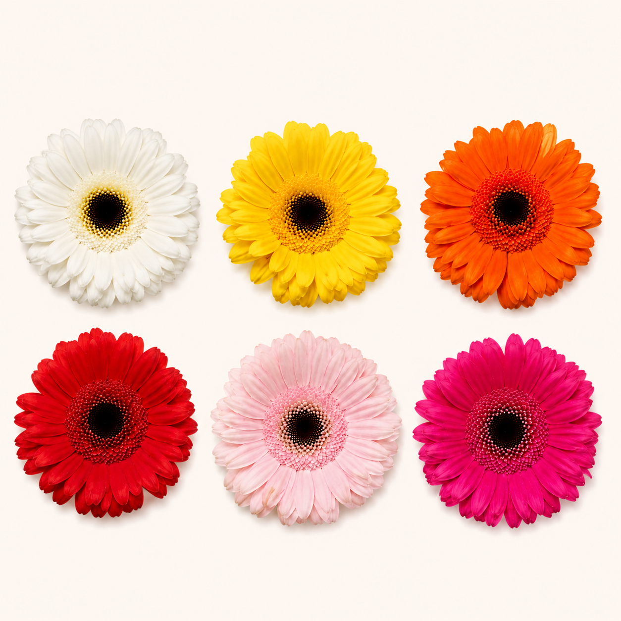 Gerbera-colores.png