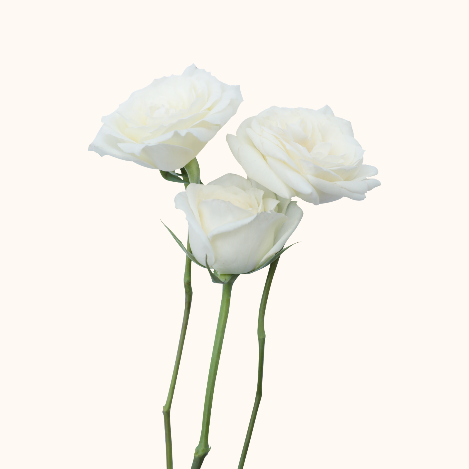 Rosa.png