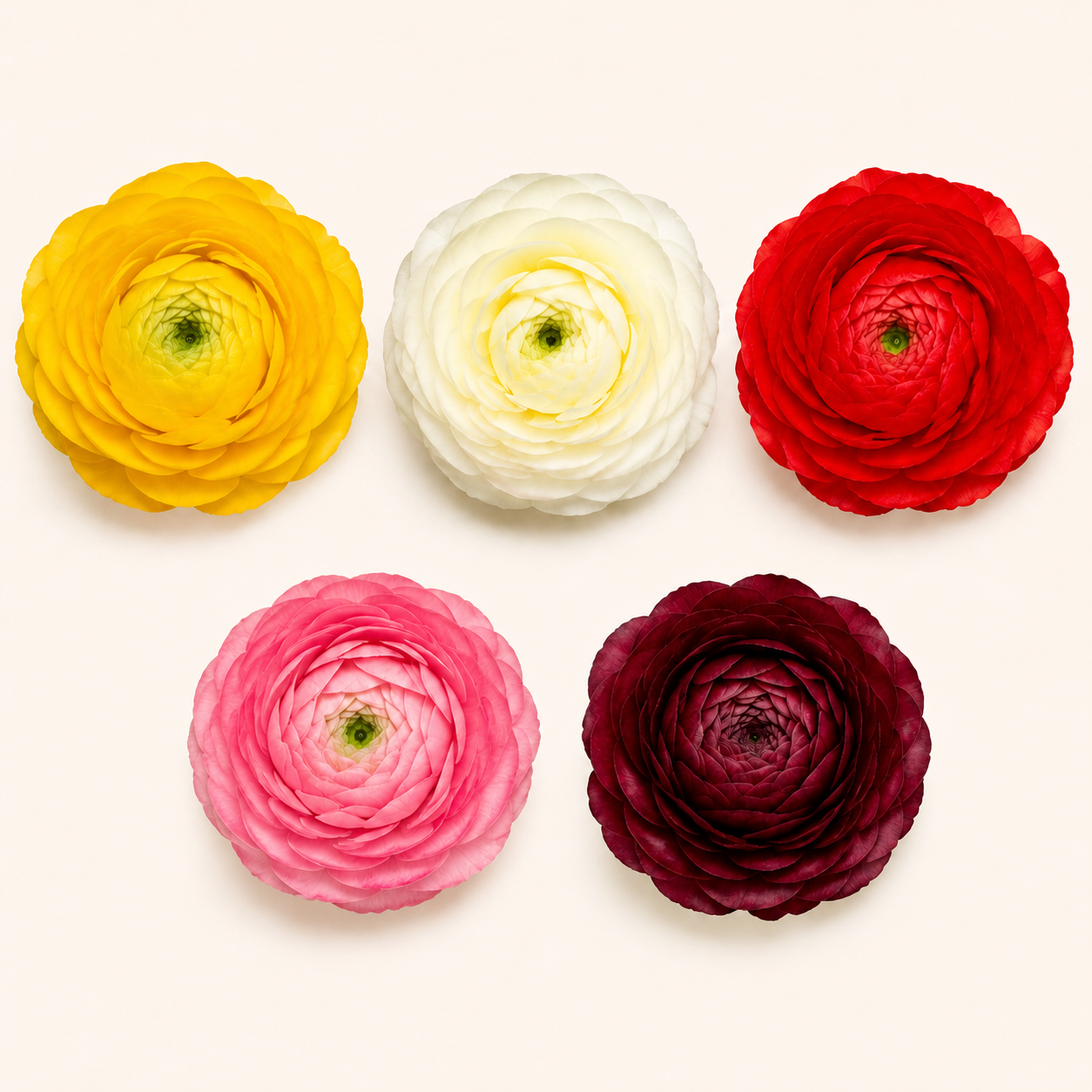 Ranunculo-colores.png