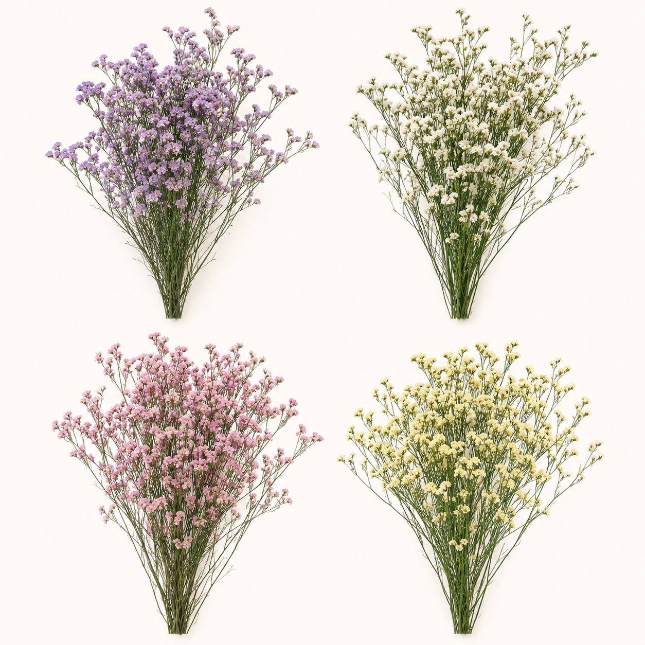 Limonium-colores.png
