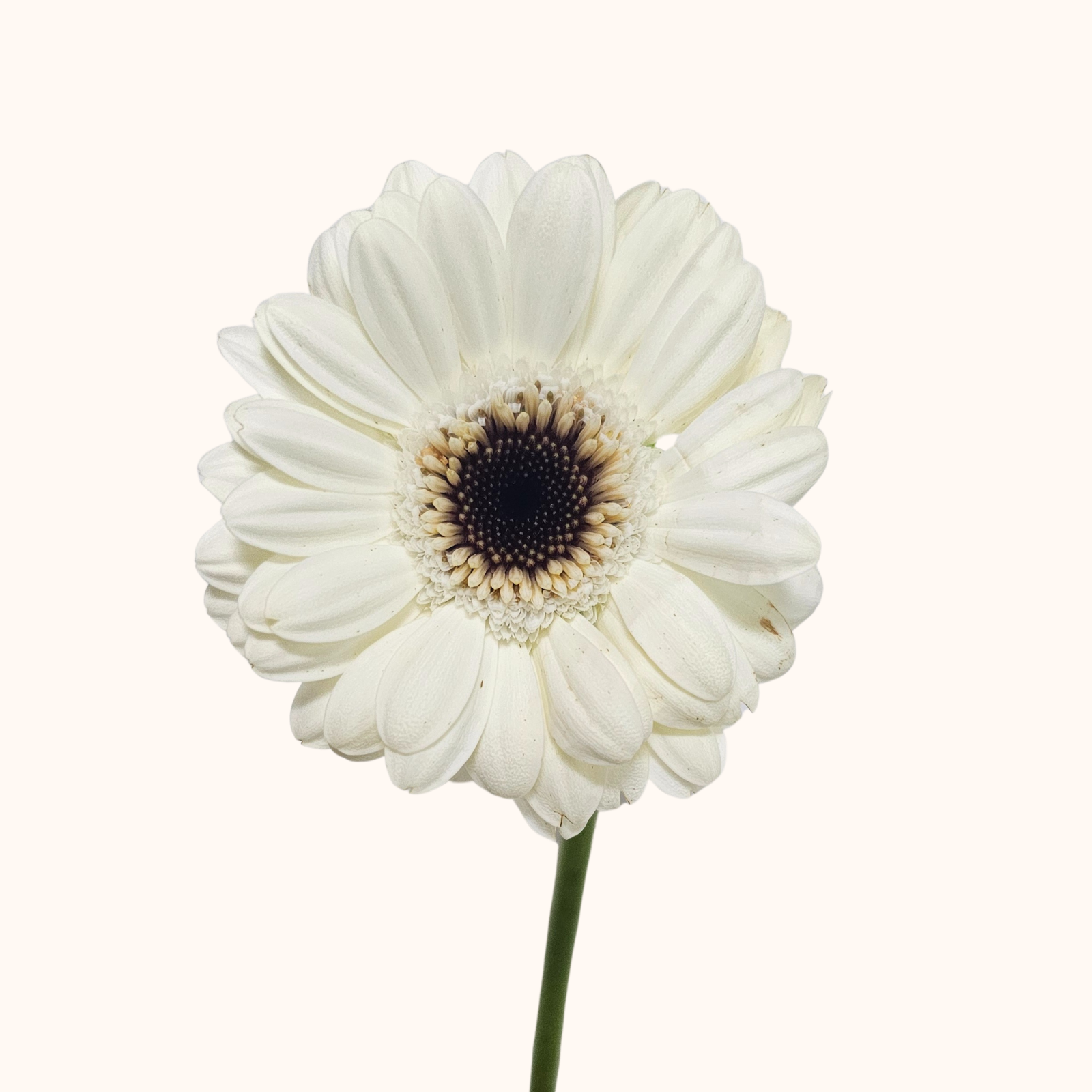 Gerbera.png