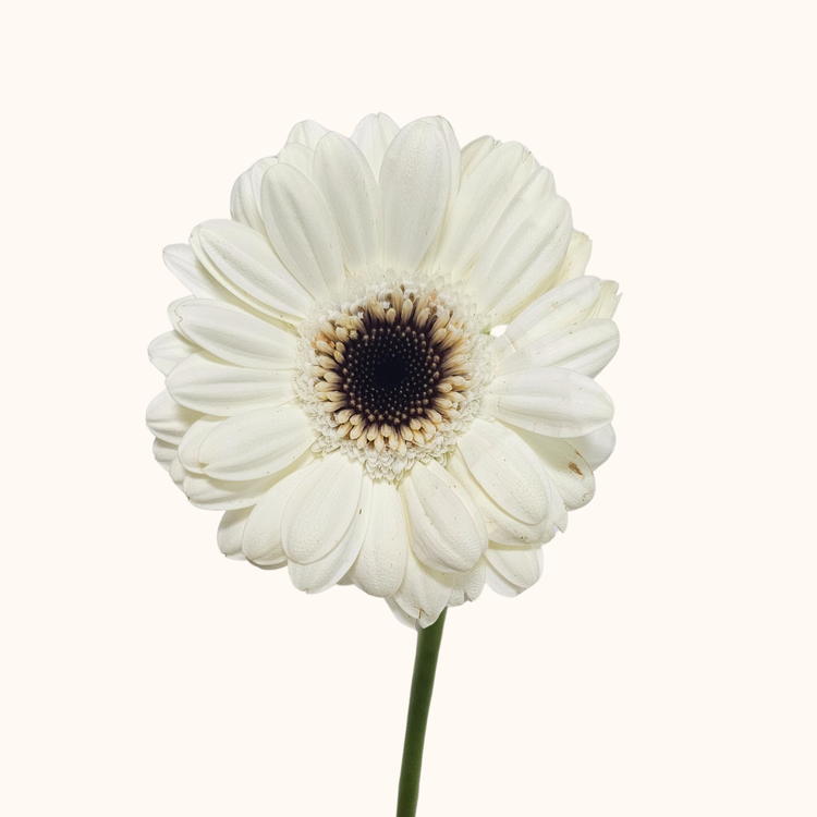 Gerbera
