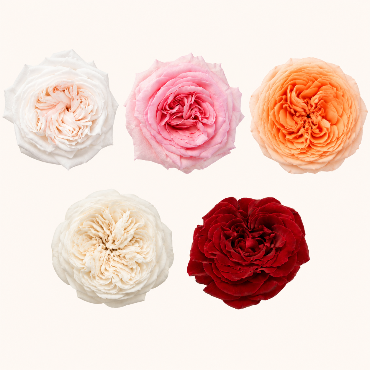 Rosa inglesa-colores.png