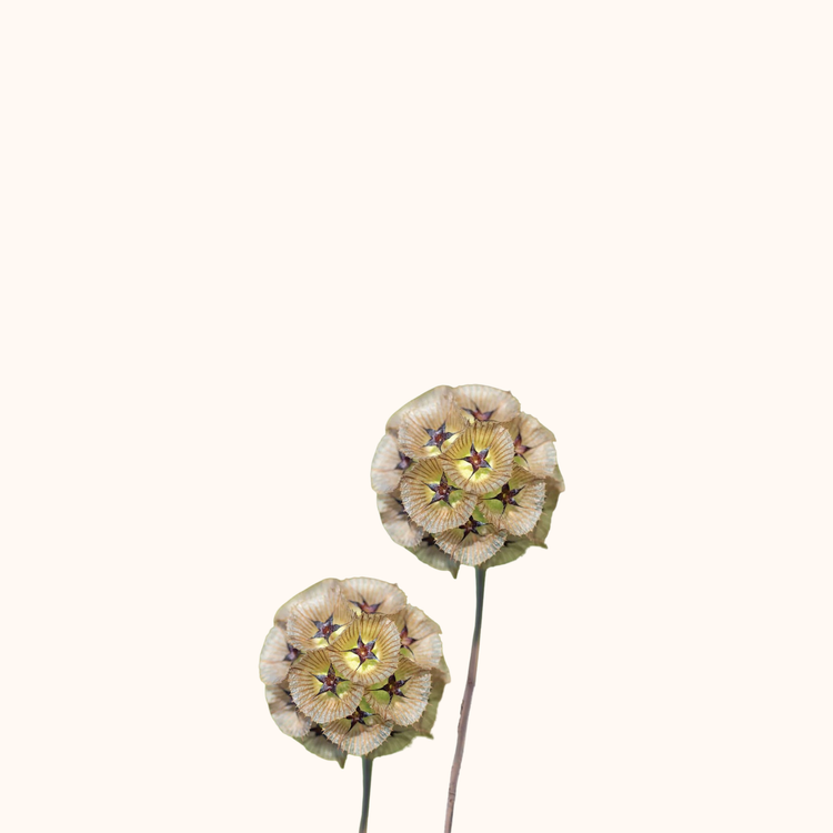 Escabiosa