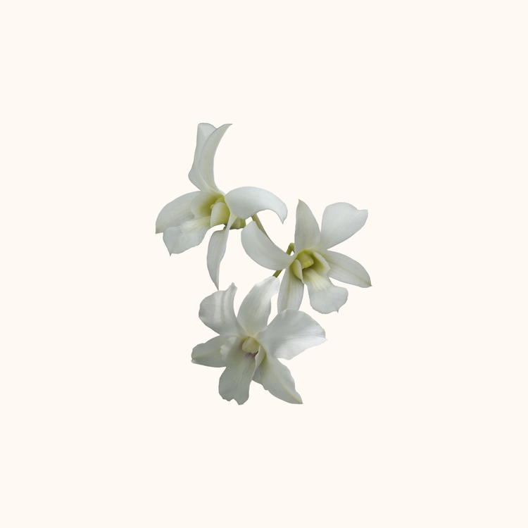 Orquídea dendrobium