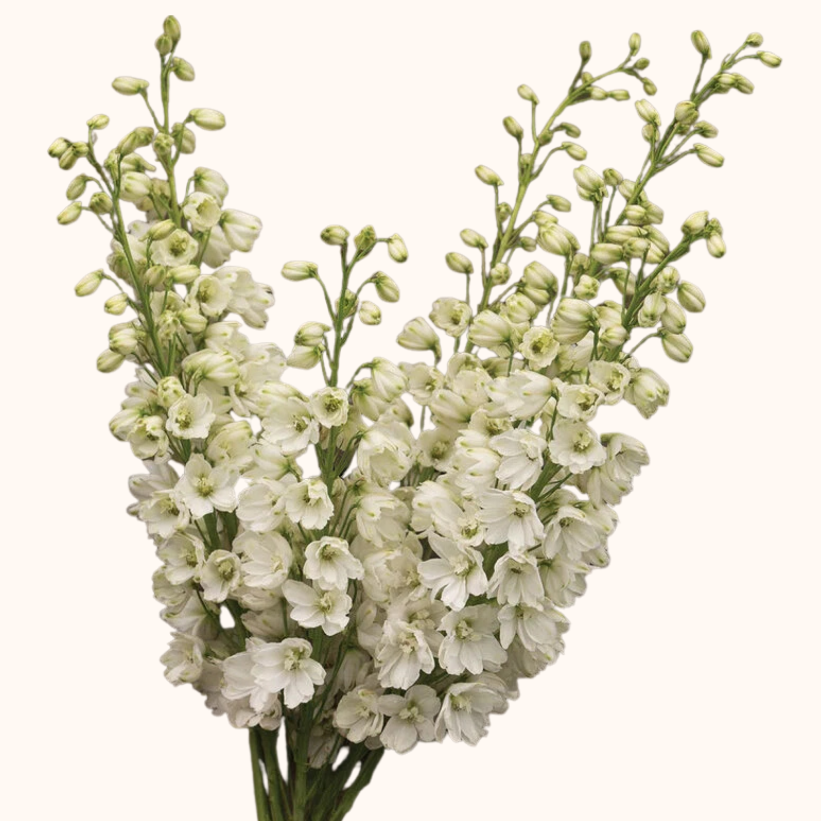 Delphinium.png