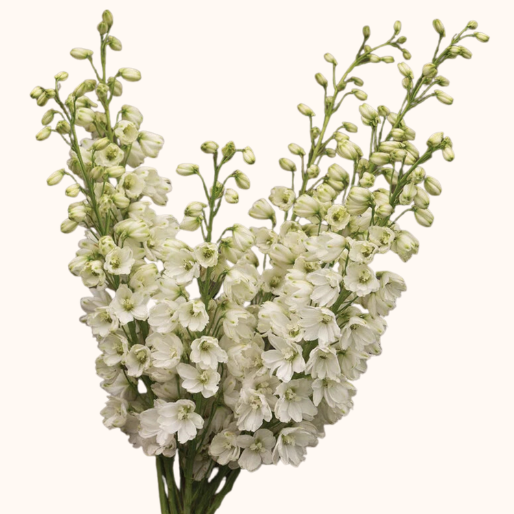 Delphinium