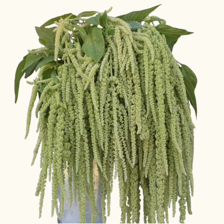 Amaranto