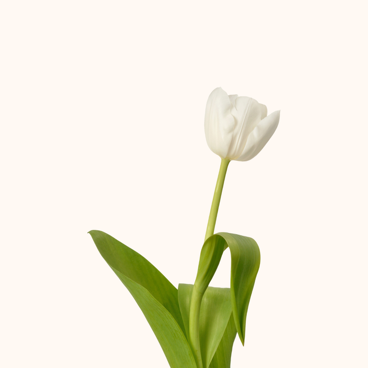 Tulipán