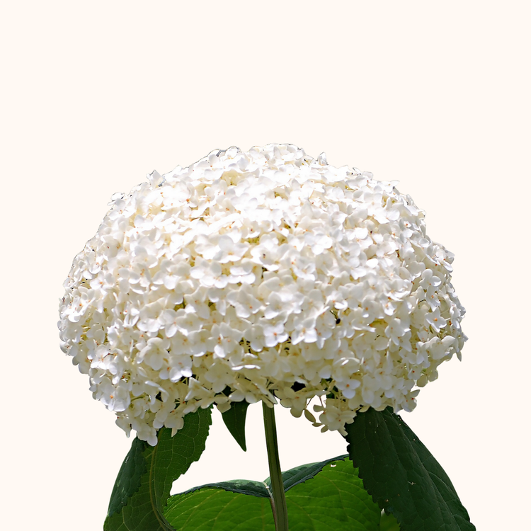 Hortensia