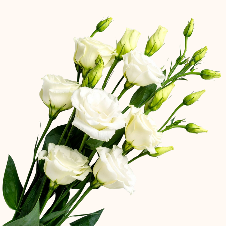 Lisianthus